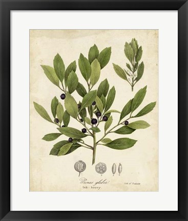 Framed Ink-berry Tree Foliage Print