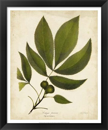 Framed Pig-nut Hickory Tree Folige Print