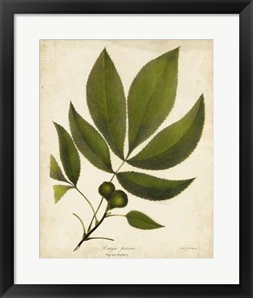 Framed Pig-nut Hickory Tree Folige Print