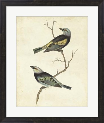 Framed Blue-headed Tanager Print