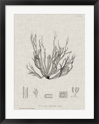 Framed Charcoal &amp; Linen Seaweed I Print