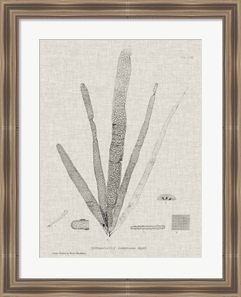 Framed Charcoal &amp; Linen Seaweed II Print