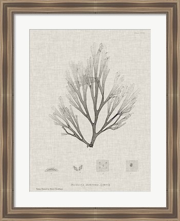 Framed Charcoal &amp; Linen Seaweed III Print