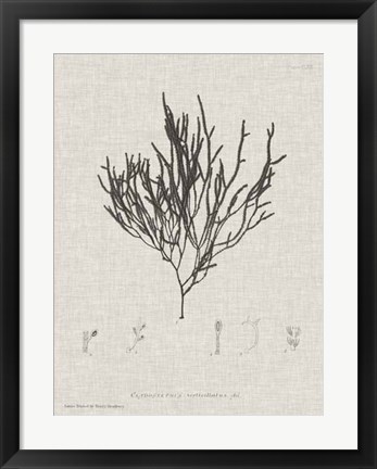 Framed Charcoal &amp; Linen Seaweed IV Print