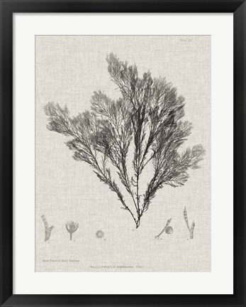 Framed Charcoal &amp; Linen Seaweed V Print