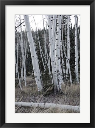 Framed Pale Bark II Print