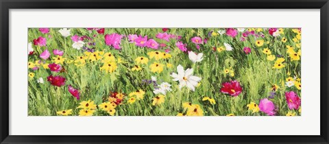 Framed Field of Flowers (Detail) Print