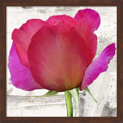 Framed Spring Roses II Print