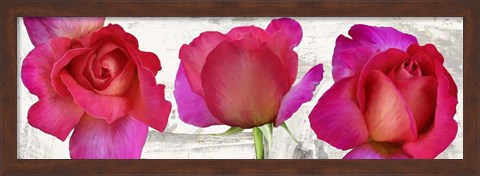 Framed Spring Roses Print