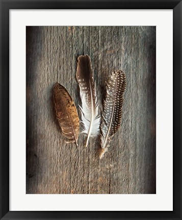 Framed Feather Collection II Print