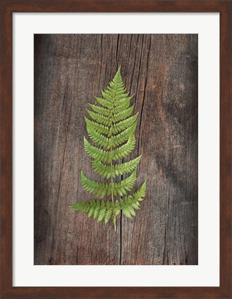 Framed Woodland Fern I Print