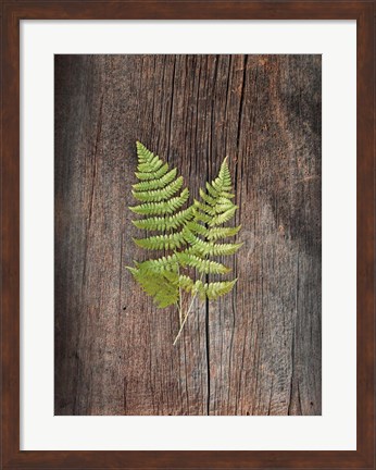 Framed Woodland Fern II Print