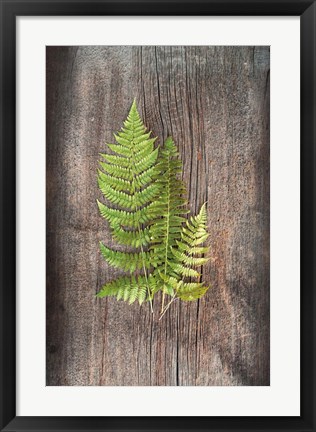 Framed Woodland Fern III Print