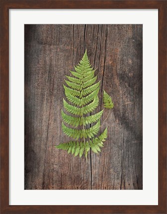 Framed Woodland Fern IV Print