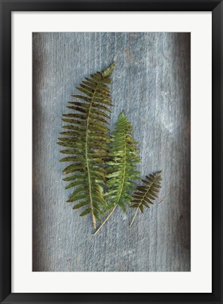 Framed Woodland Fern VI Print