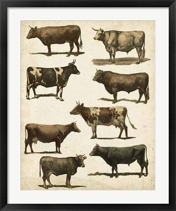 Framed Antique Cow Chart Print