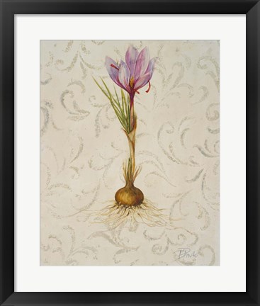 Framed Botanica III Print