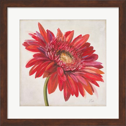 Framed Red Gerber Daisy Print