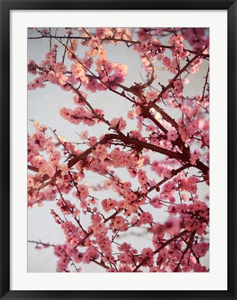 Framed Cherry Blossoms II Print