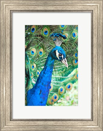 Framed Royally Blue II Print