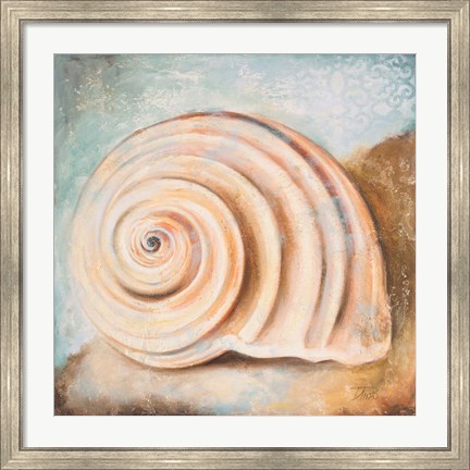 Framed Seashell Collection IV Print