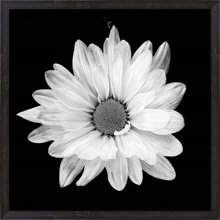 Framed White Daisy I Print