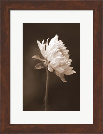 Framed Sepia Flower I Print