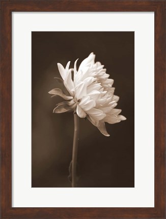 Framed Sepia Flower I Print