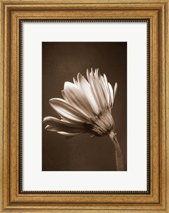 Framed Sepia Flower II Print