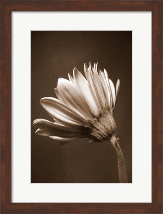 Framed Sepia Flower II Print