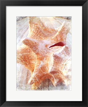 Framed Conch I Print