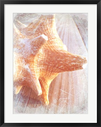 Framed Conch II Print