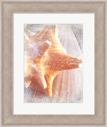 Framed Conch II Print