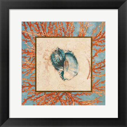 Framed Coral Medley Shell II Print