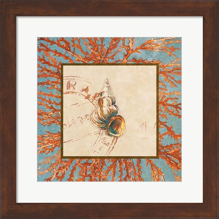 Framed Coral Medley Shell III Print