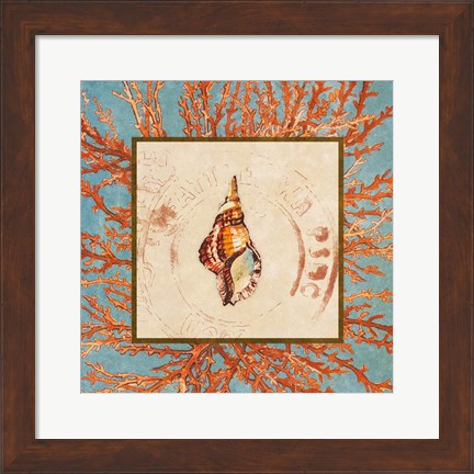 Framed Coral Medley Shell IV Print