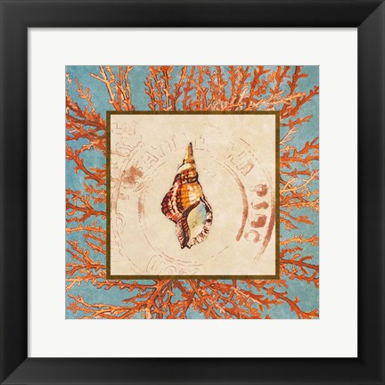 Framed Coral Medley Shell IV Print