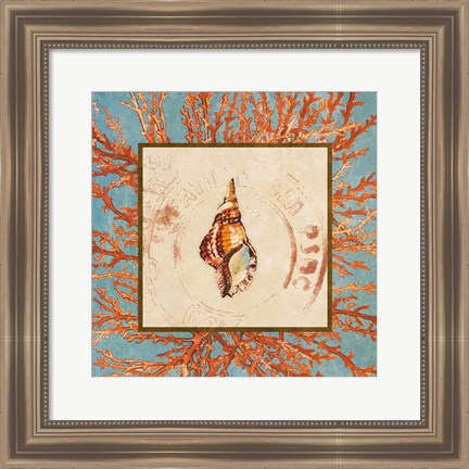 Framed Coral Medley Shell IV Print