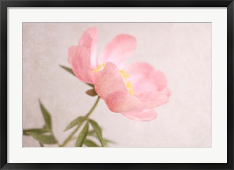 Framed Soft Petals Print