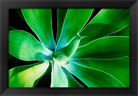 Framed Green Intrigue Print