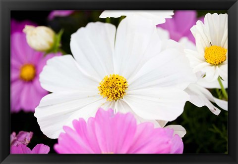 Framed Daisies II Print