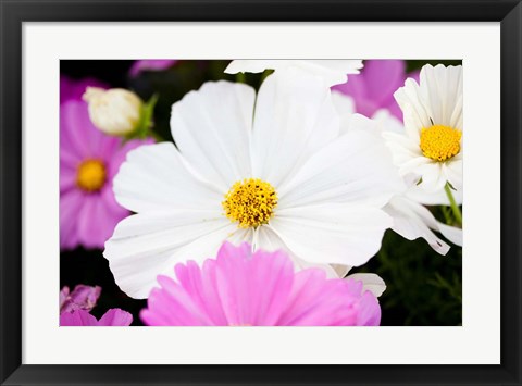 Framed Daisies II Print