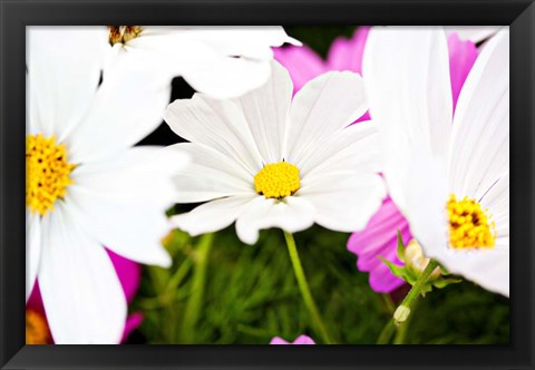 Framed Daisies I Print