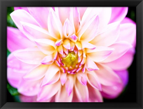 Framed Pink Explosion II Print