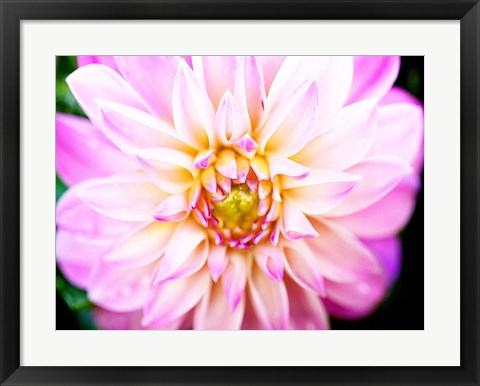 Framed Pink Explosion II Print