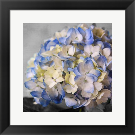 Framed Hydrangeas I Print