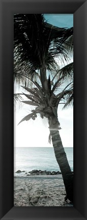 Framed Cool Bimini Palm I Print