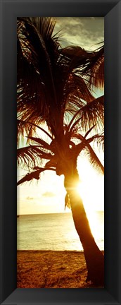 Framed Warm Bimini Palm Print