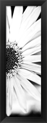 Framed White Bloom I Print