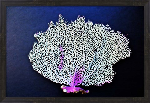 Framed Coral On Navy II Print